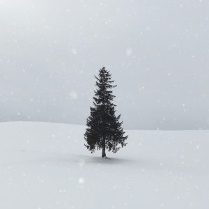 A pine tree on its own in the snow with snow falling from the sky